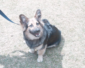 Beau 2.jpg (45845 bytes)