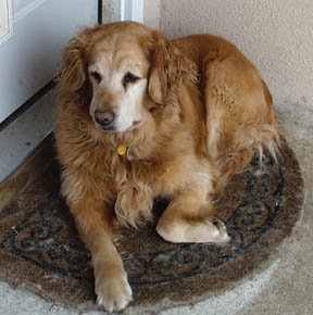 snick1.jpg (26467 bytes)